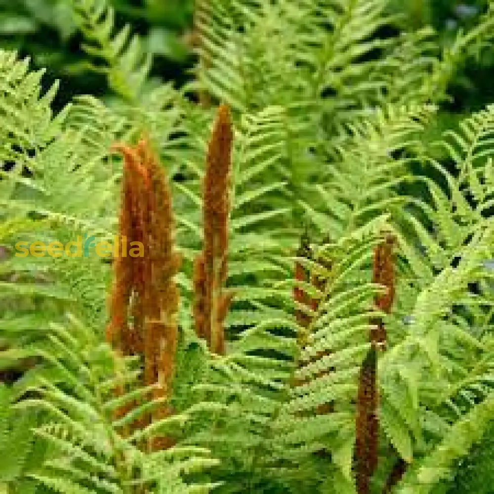 Cinnamon Fern Planting Seeds Lush Green For Shaded Gardens Plant Seeds