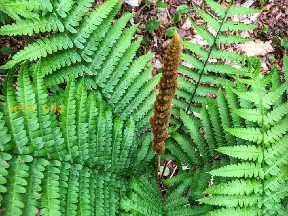 Cinnamon Fern Planting Seeds Lush Green For Shaded Gardens Plant Seeds