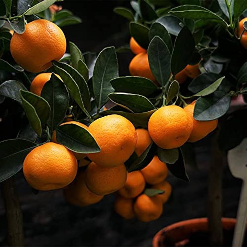 Citrus sinensis seedlings sprouting