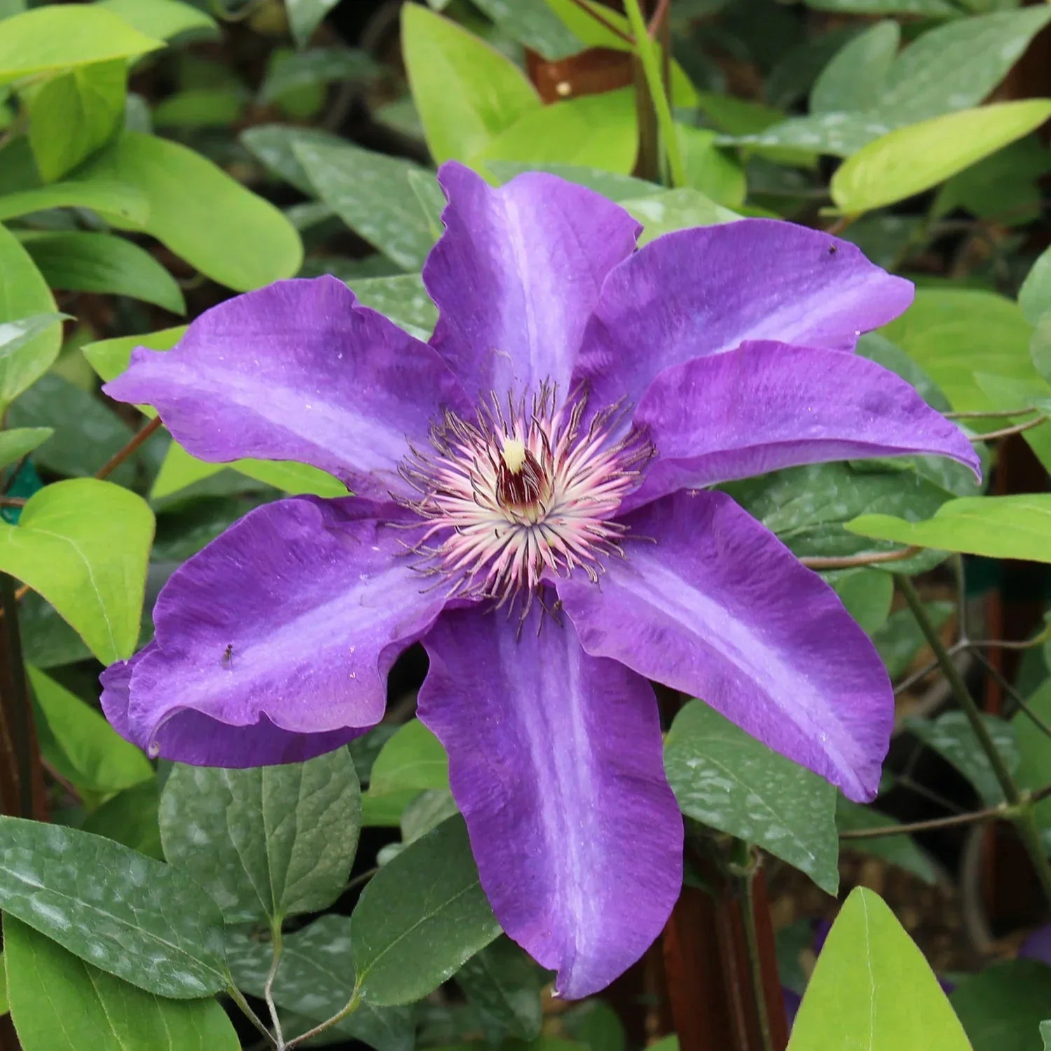 Clematis Flower Seeds for Planting Climbing Beauty