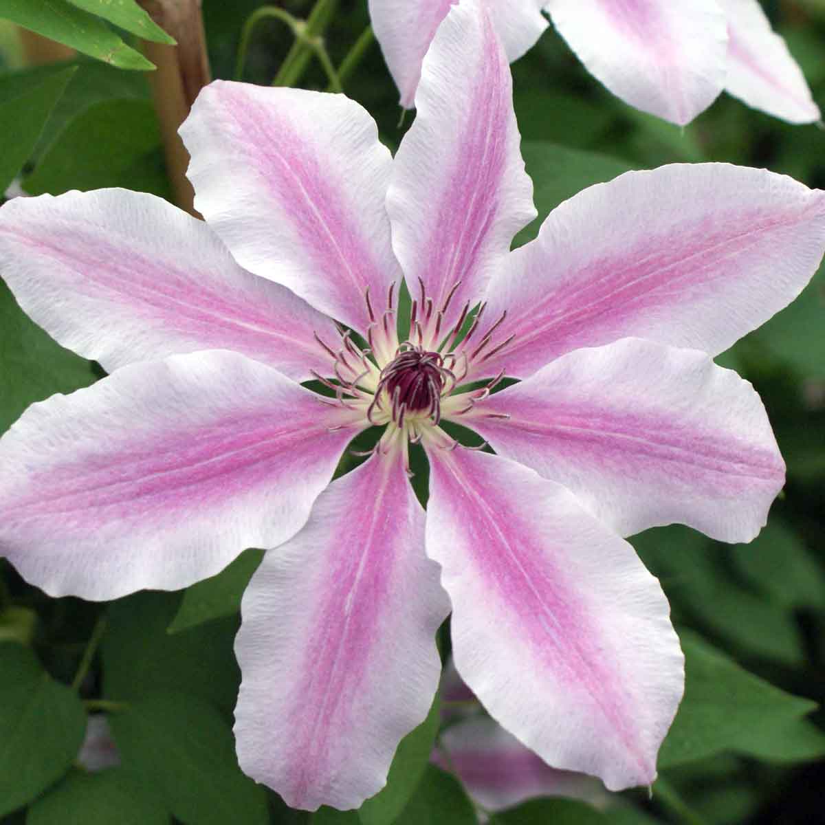 Pink Violet Clematis Flower seeds for Planting - Low Maintenance, Heirloom & GMO Free Seeds for Home Garden