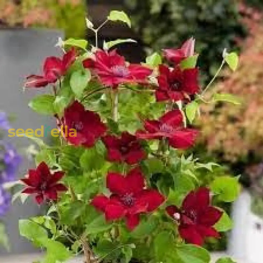 Clematis Red Flower Planting Seeds Brighten Your Garden