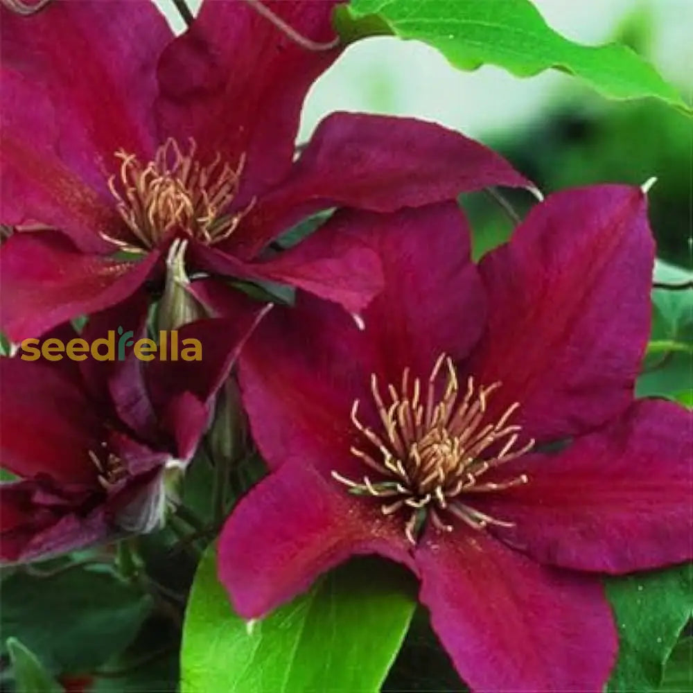 Clematis Red Flower Planting Seeds Brighten Your Garden