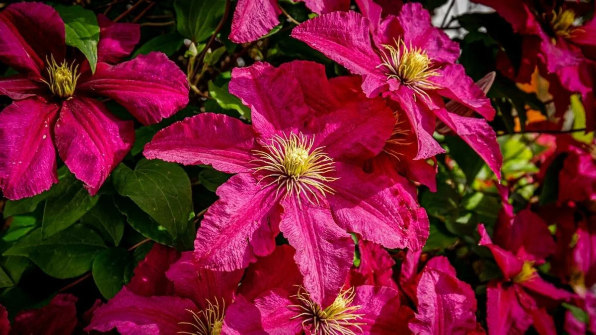 Dark Pink Clematis Flower Seeds Flower seeds for Planting Shade Tolerant Heirloom & GMO Free Seeds for Home Garden
Sale for planting in home garden