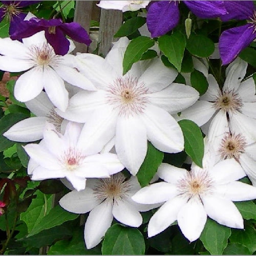 Clematis Flower seeds for Planting Shade Tolerant Heirloom & GMO Free Seeds for Home Garden