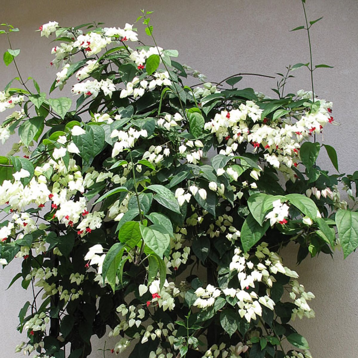 Clerodendrum Thomsonae Flower seeds for Planting - Colorful Display, Heirloom & GMO Free Seeds for Home Garden