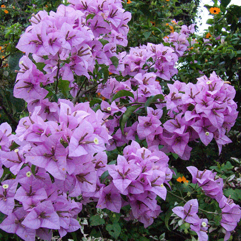Climbing Bougainvillea Seeds for Garden Walls and Arbors