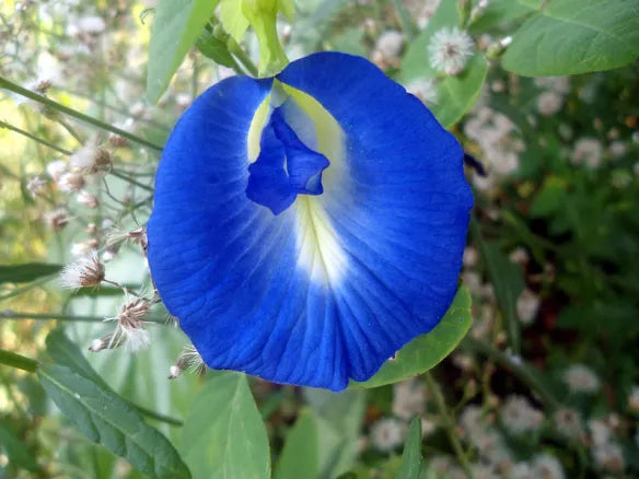 Heirloom Clitoria Ternatea Flower seeds blooming in flower beds, containers, borders, and pollinator-friendly gardens