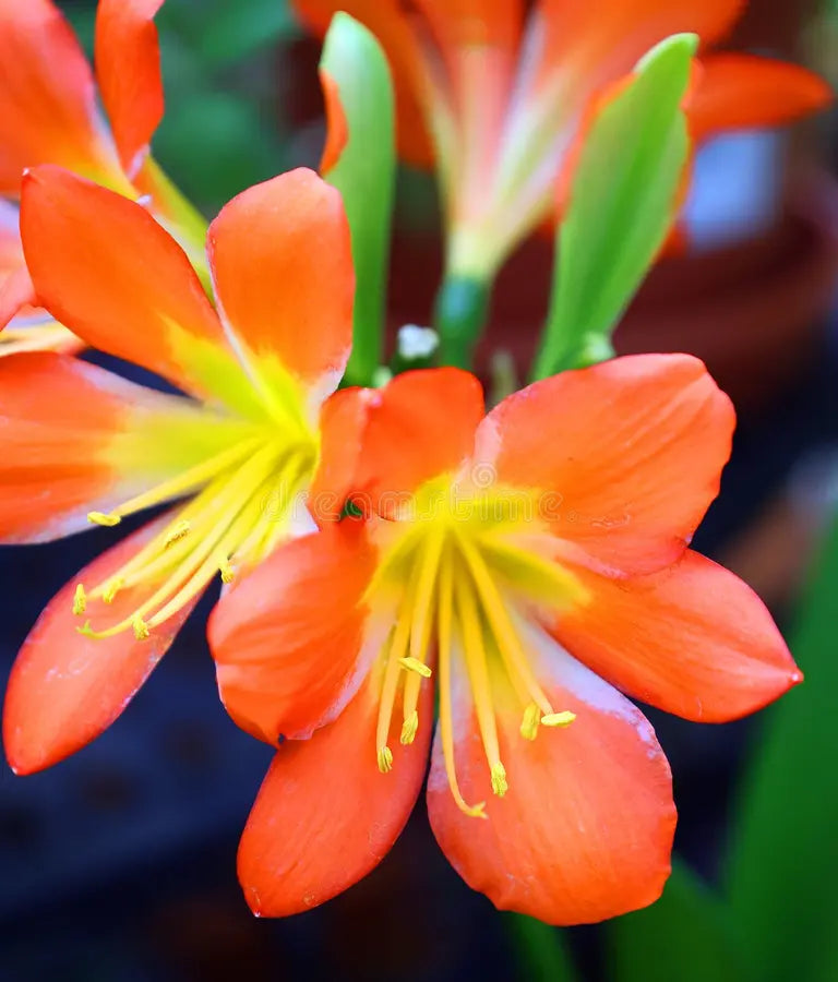 Miniata Flower seeds for Planting - Pollinator Friendly, Heirloom & GMO Free Seeds for Home Garden
