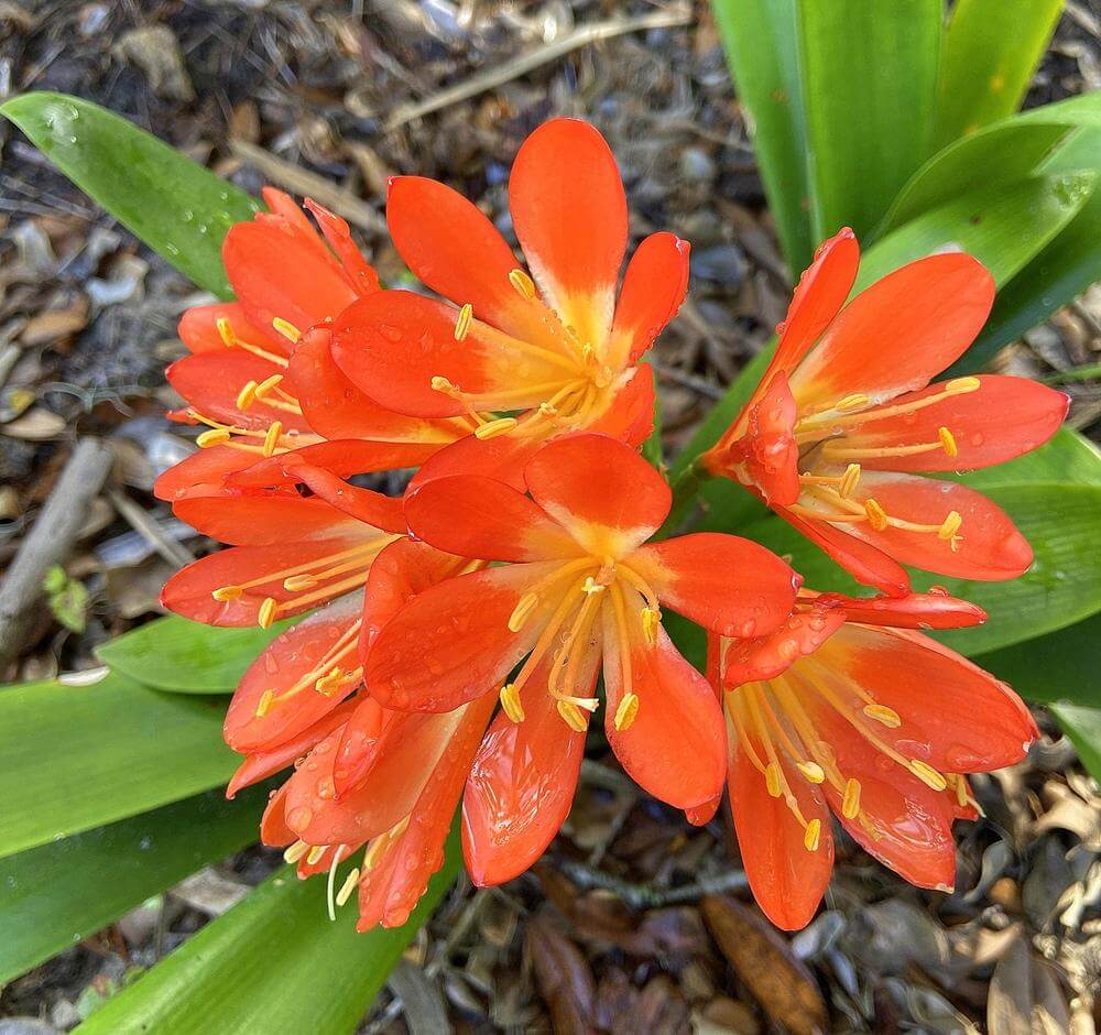 Mixed Clivia Flower Seeds for Planting - Vibrant Perennial Blooms
