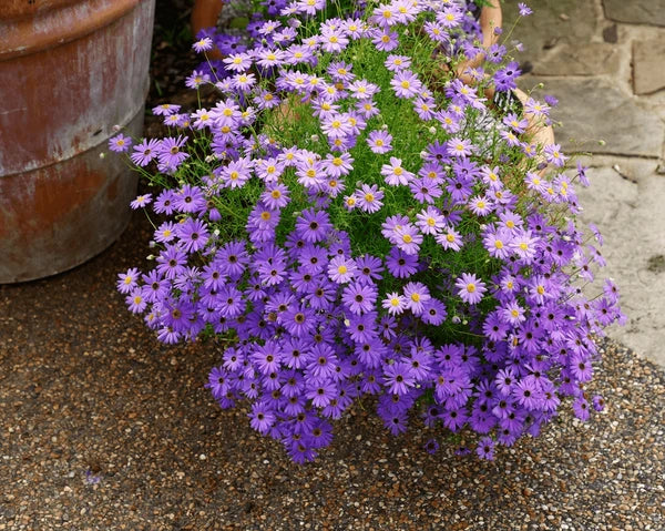 Purple Iberidifolia Flower seeds for Planting - Vibrant Colors, Heirloom & GMO Free Seeds for Home Garden