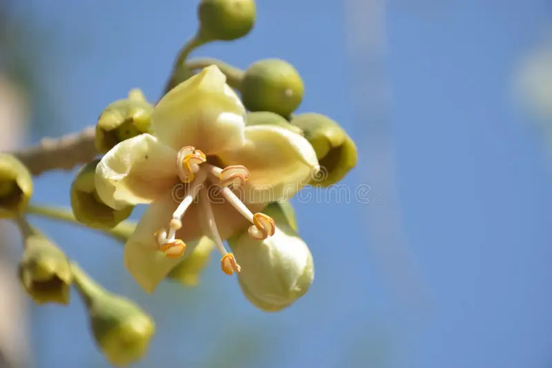 Green Ceiba Pentandra Flower seeds for Planting - Perfect for Borders, Heirloom & GMO Free Seeds for Home Garden Sale