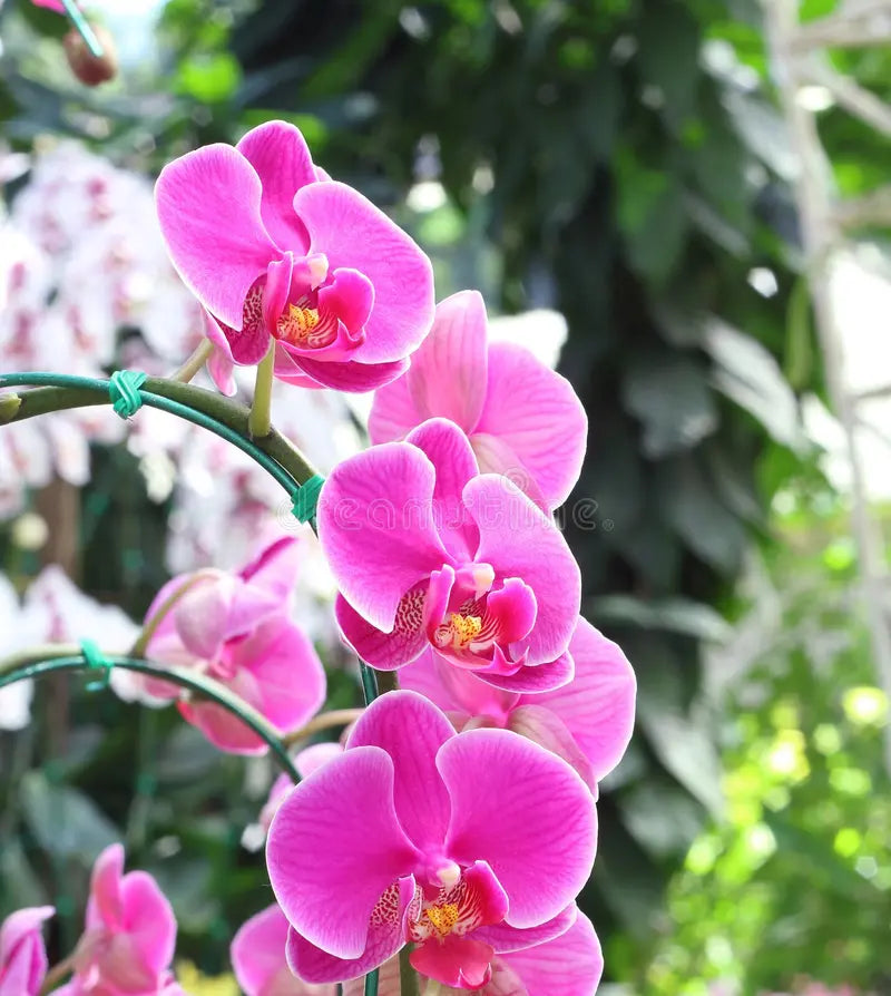 Butterfly Orchids Flower Seeds Violet Planting