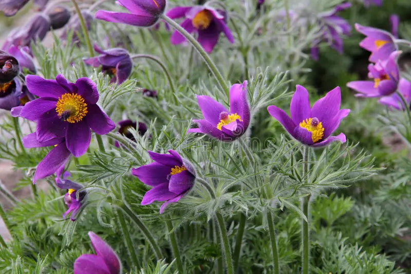 Violet Pasque Flower seeds for Planting - Pollinator Friendly, Heirloom & GMO Free Seeds for Home Garden