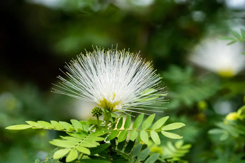 Mimosa Flower seeds for Planting - Low Maintenance, Heirloom & GMO Free Seeds for Home Garden