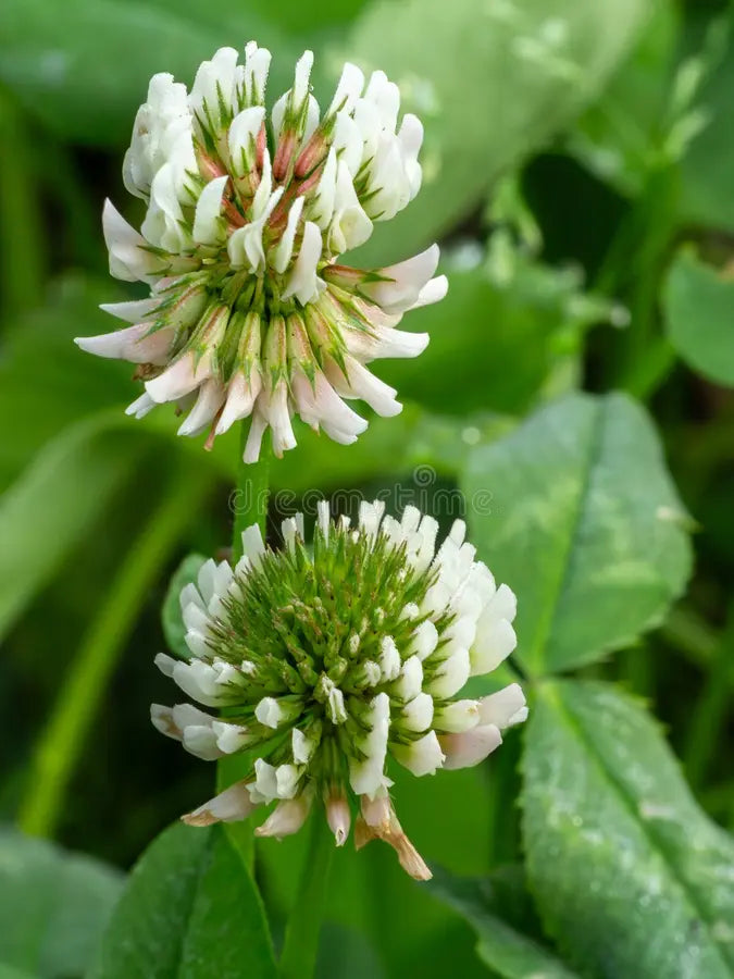 Dutch Flower seeds for Planting - Long Bloom Season, Heirloom & GMO Free Seeds for Home Garden