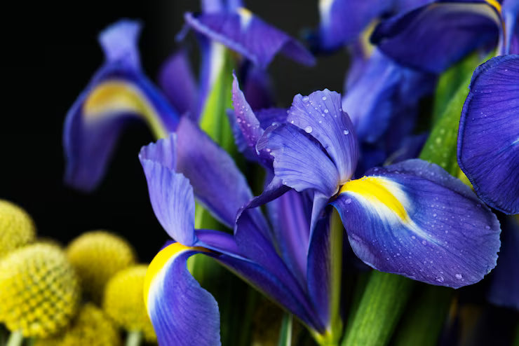 Blue Narcissus Flower Seeds for Planting Compact Growth Heirloom & GMO Free Seeds for Home Garden
Sale