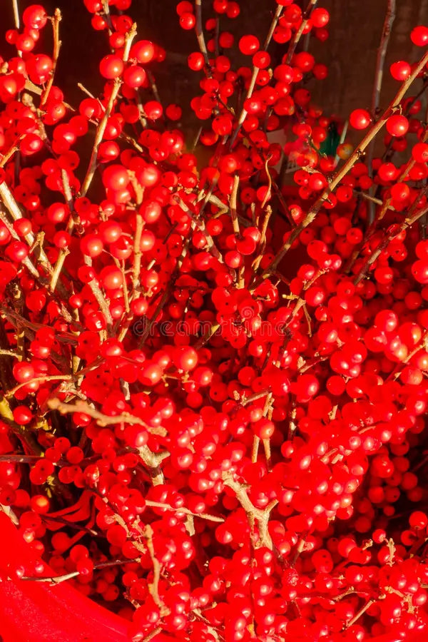 Red Verticillata Fruit Seeds for Planting - Grow Delicious Red Fruits