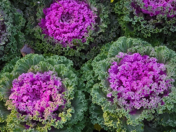 Violet Sky Blue Brassica Oleracea Flower Seeds for Planting Colorful Display Heirloom & GMO Free Seeds for Home Garden
Sale