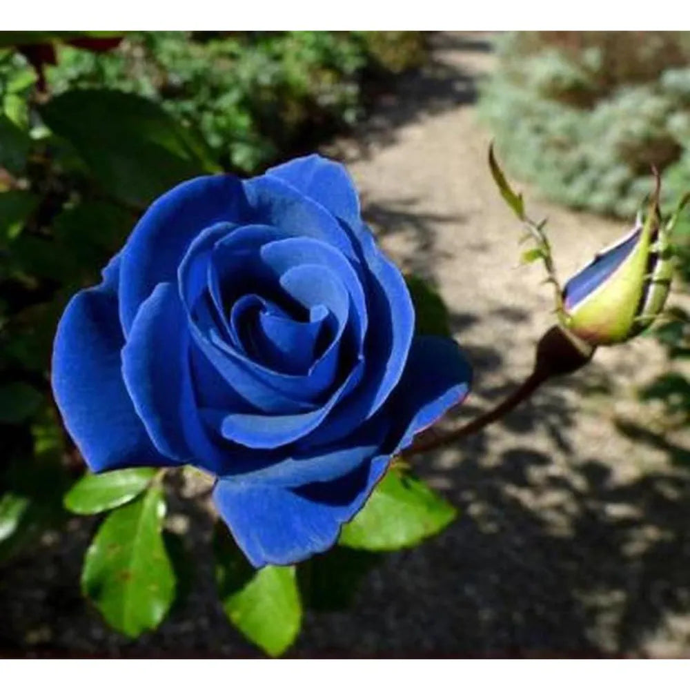 Blue Germany Rose Flower Seeds for Planting Compact Growth Heirloom & GMO Free Seeds for Home Garden
Sale