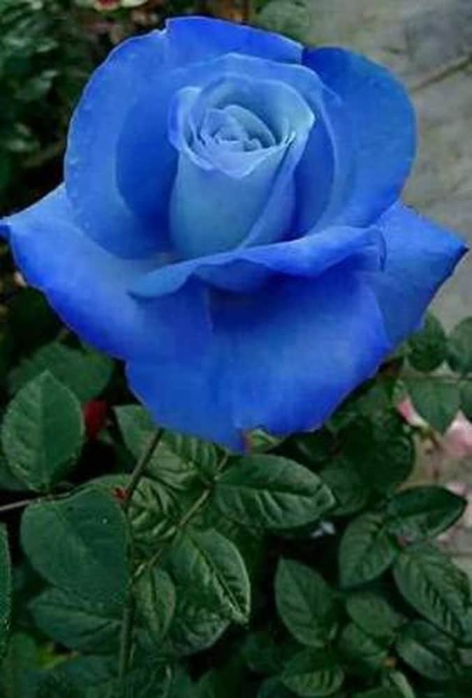 Thai Blue Rose Flower seeds for Planting - Colorful Display, Heirloom & GMO Free Seeds for Home Garden