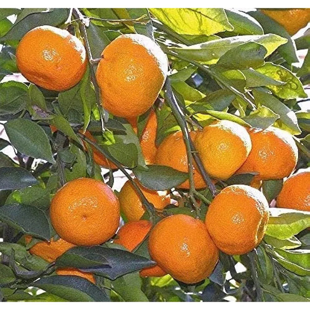 Bonsai Orange Tree Seeds for Indoor/Outdoor Planting