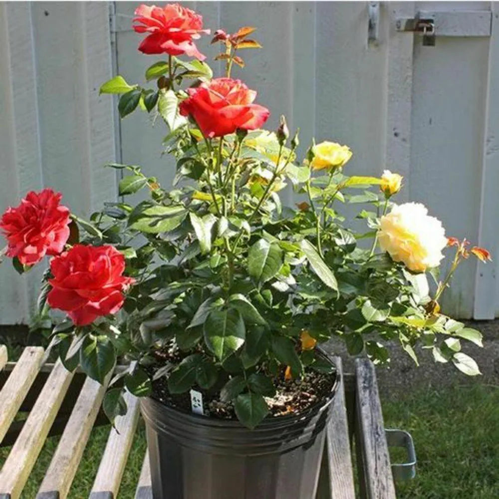 Mixed Colour Rose Balcony Flower Seeds for Planting Seasonal Bloomer Heirloom & GMO Free Seeds for Home Garden
Sale