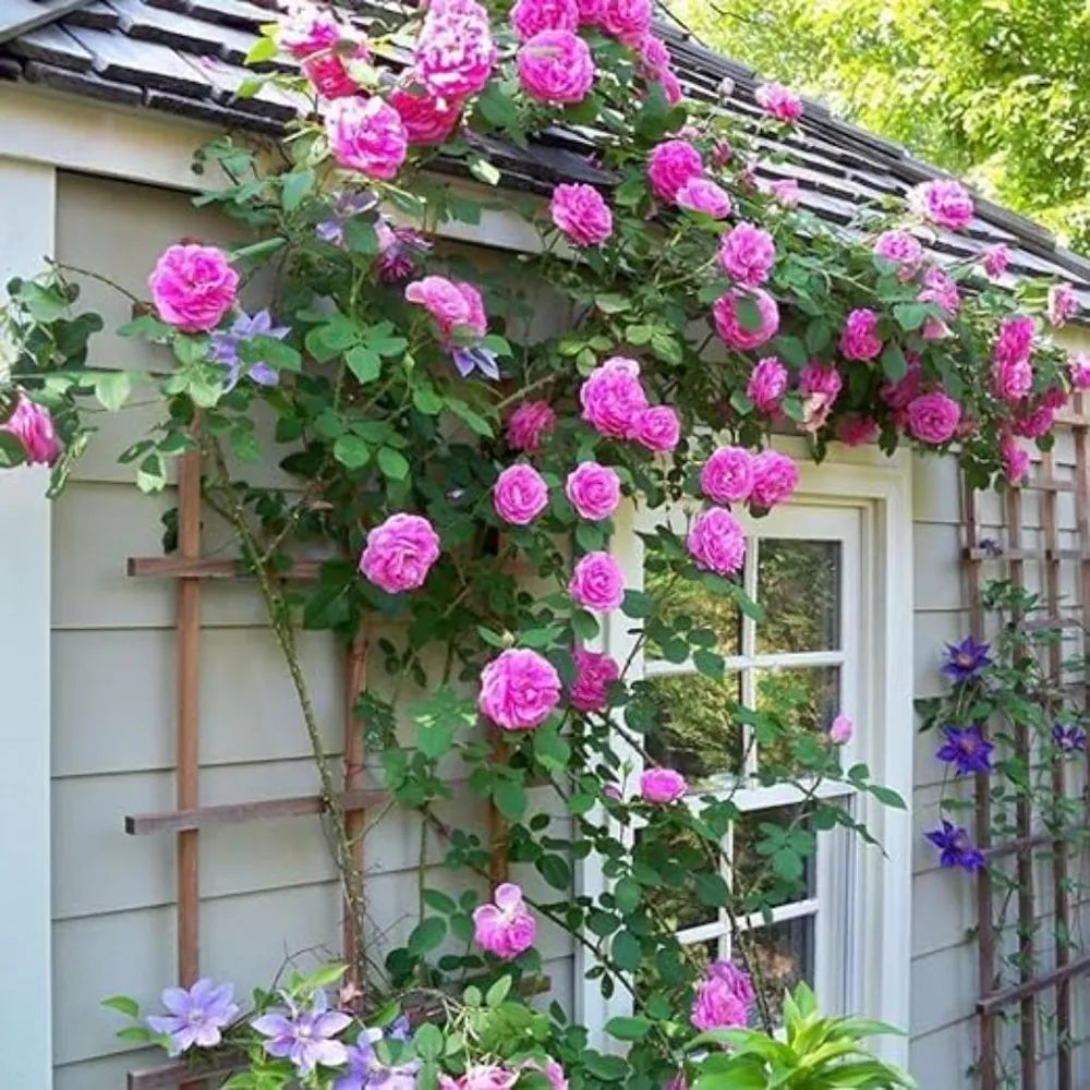 Rose Pink Climbing Perennial Rose Seeds for Planting Vibrant Colors Heirloom & GMO Free Seeds for Home Garden
Sale