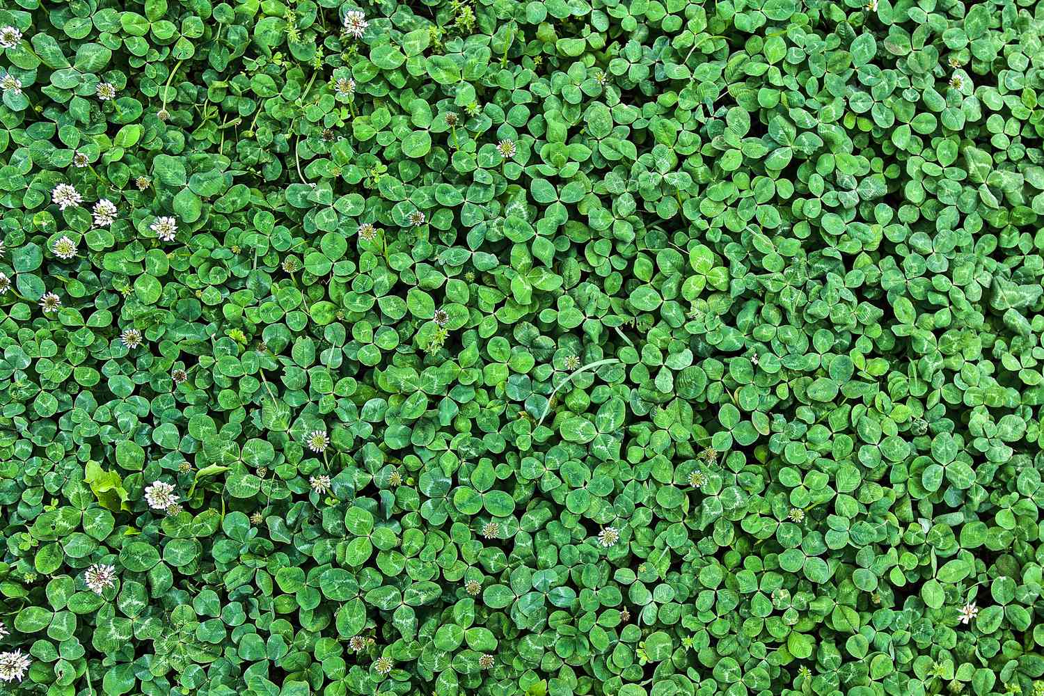 Blue Green Clover Plant Seeds for Easy Planting