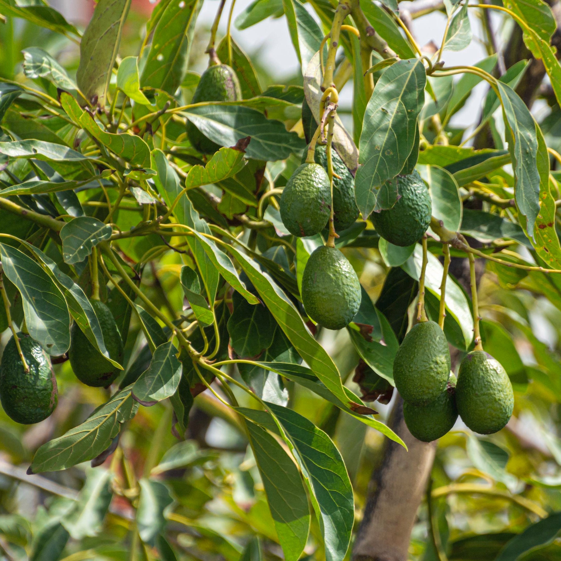 Coldhardy Avocado seeds for planting non GMO