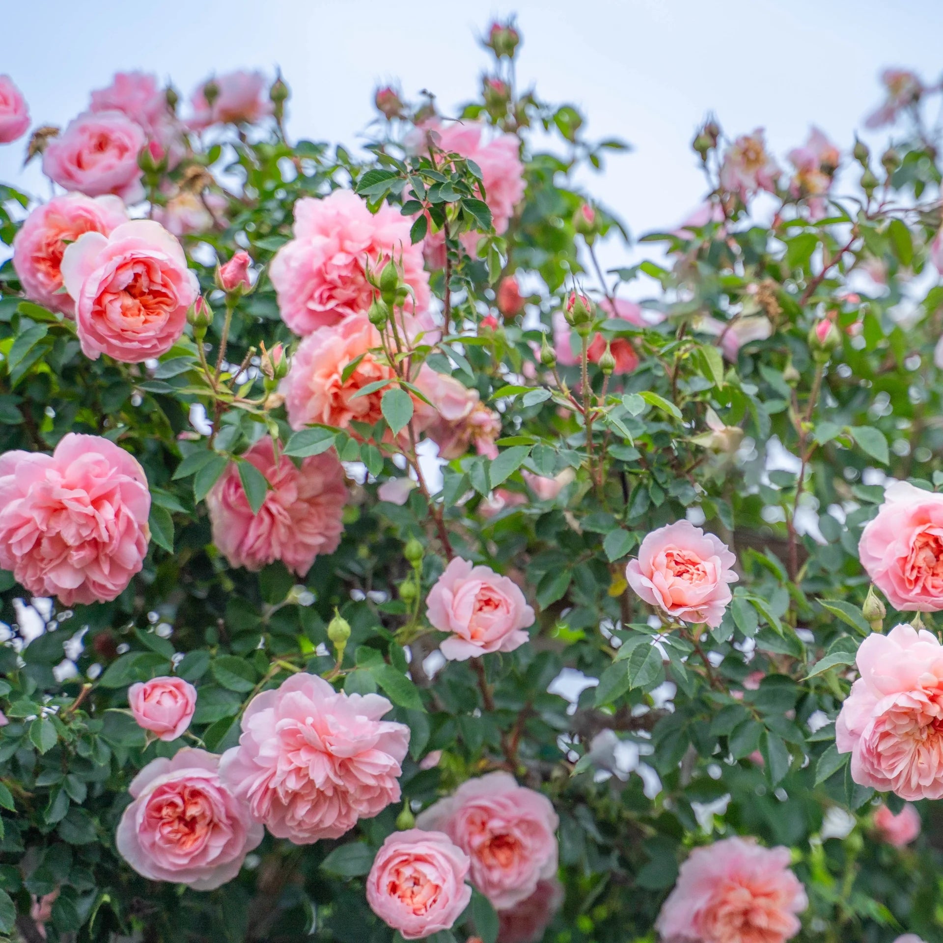 Cream Climbing Rose Flower seeds for Planting - Compact Growth, Heirloom & GMO Free Seeds for Home Garden