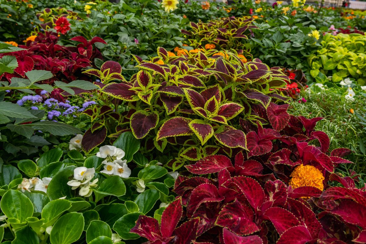 Coleus Flower seeds for Planting - Compact Growth, Heirloom & GMO Free Seeds for Home Garden