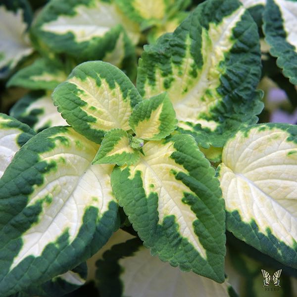 Yellow Green Coleus Flower seeds for Planting - Colorful Display, Heirloom & GMO Free Seeds for Home Garden
Sale