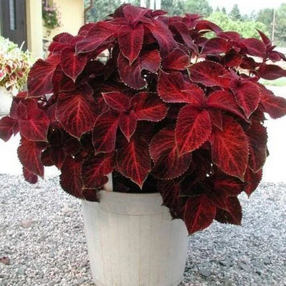 Red Dragon Coleus Flower seeds for Planting Premium Quality Heirloom & GMO Free Seeds for Home Garden
