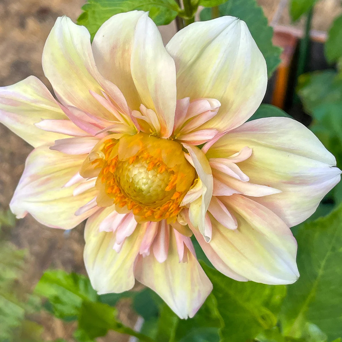 Collarette Dahlia Flower seeds for Planting - Vibrant Colors, Heirloom & GMO Free Seeds for Home Garden