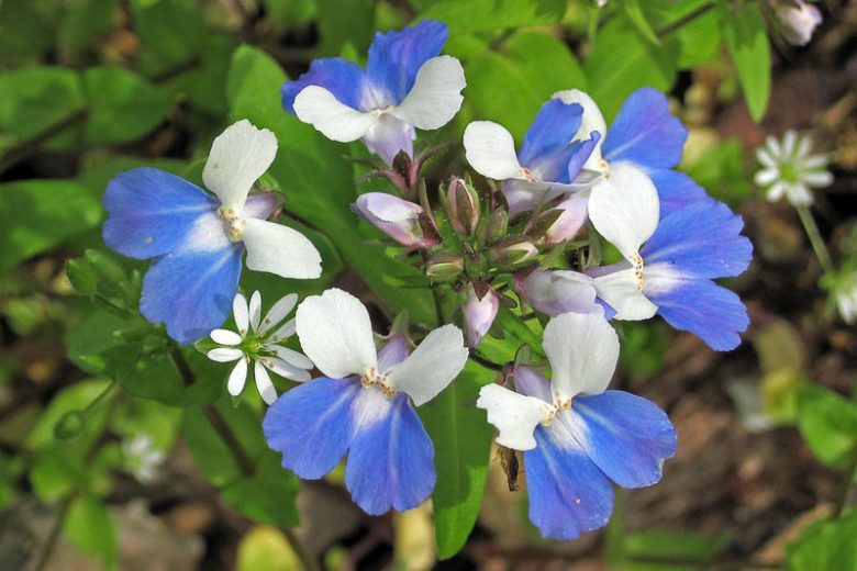 Collinsia Verna Flower Planting Seed for Plantings for Planting - Vibrant Annual Seed for Plantings for Planting for Col