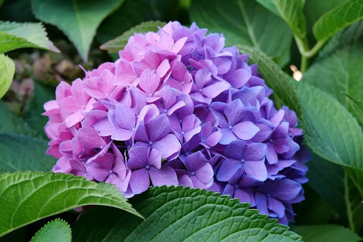 Blue Purple Hydrangea Flower seeds for Planting - Easy to Grow, Heirloom & GMO Free Seeds for Home Garden