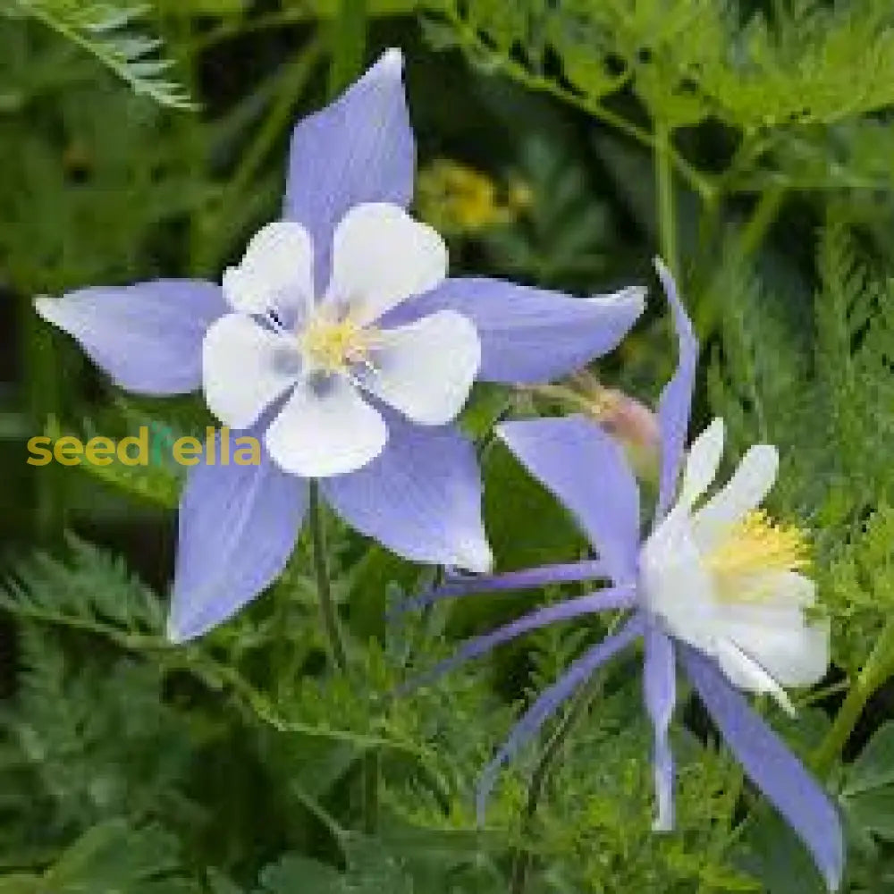 Colorado Blue Flower Seeds For Planting Brighten Your Garden With Stunning Blooms