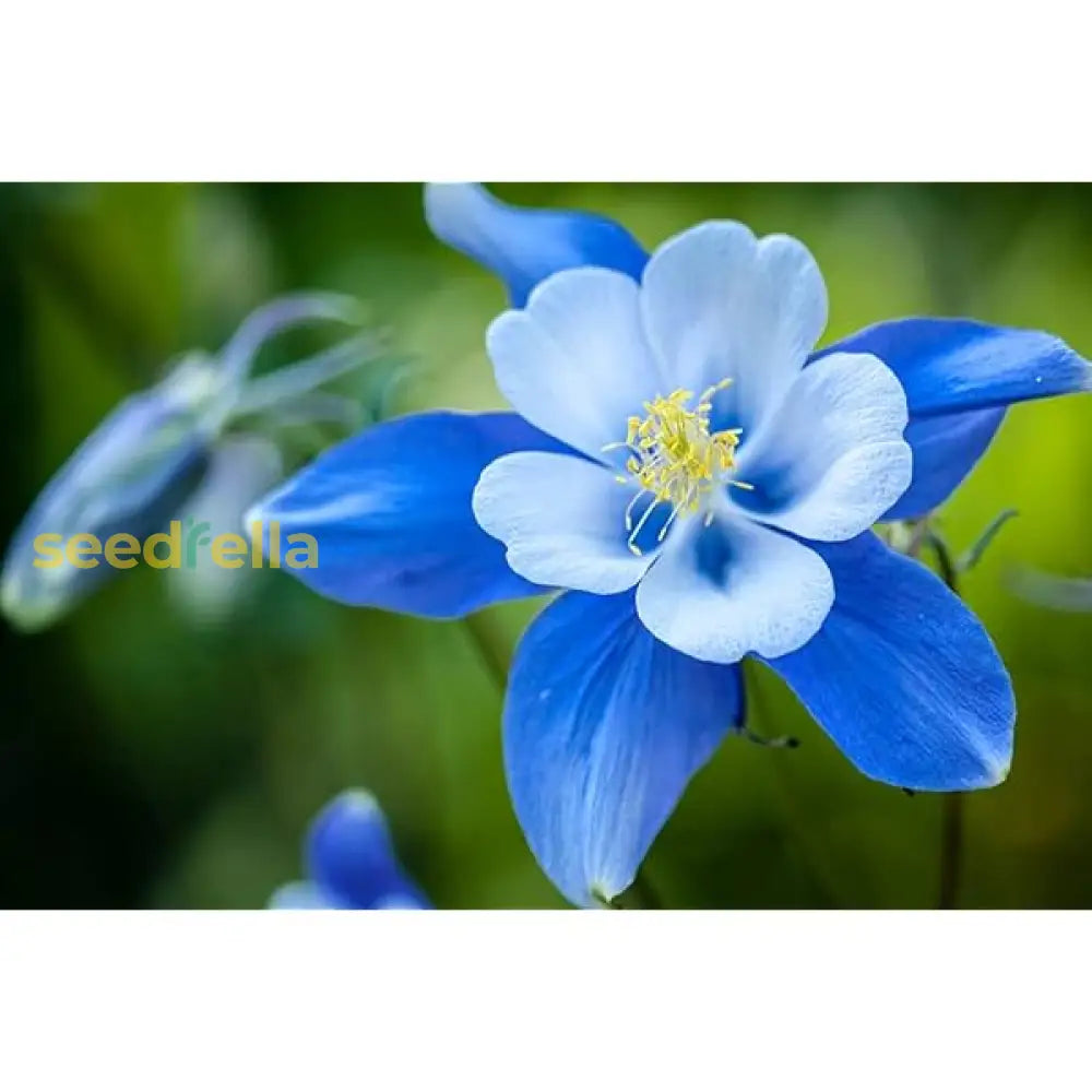 Colorado Blue Flower Seeds For Planting Brighten Your Garden With Stunning Blooms