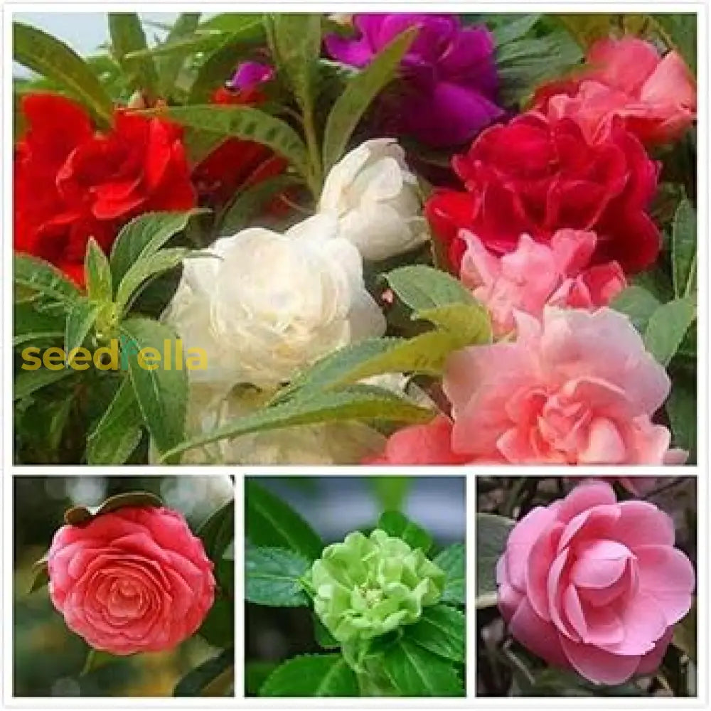 Colorful Balsam Flower Planting Seeds Easy Spring Garden Annuals