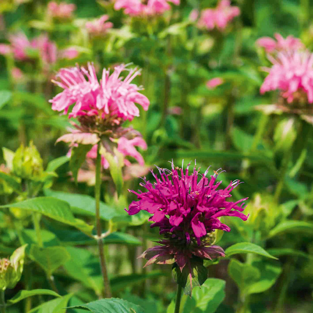 Colorful Garden Mixed Flower Seeds – Easy to Grow Varieties