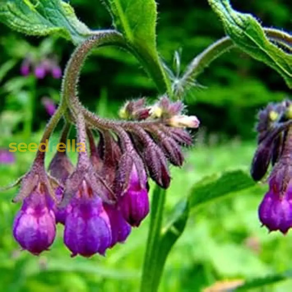 Comfrey Flower Seeds For Planting Perennial Garden Blooms