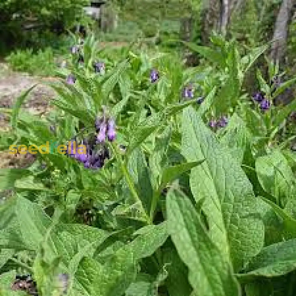 Comfrey Flower Seeds For Planting Perennial Garden Blooms