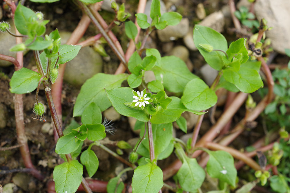 Chickweed Flower Planting Seeds Perfect for Easy Gardening