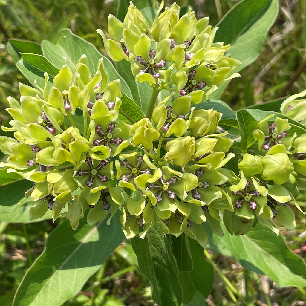 Asclepias Flower seeds for Planting Fragrant Blossoms Heirloom & GMO Free Seeds for Home Garden
Sale for planting in home garden