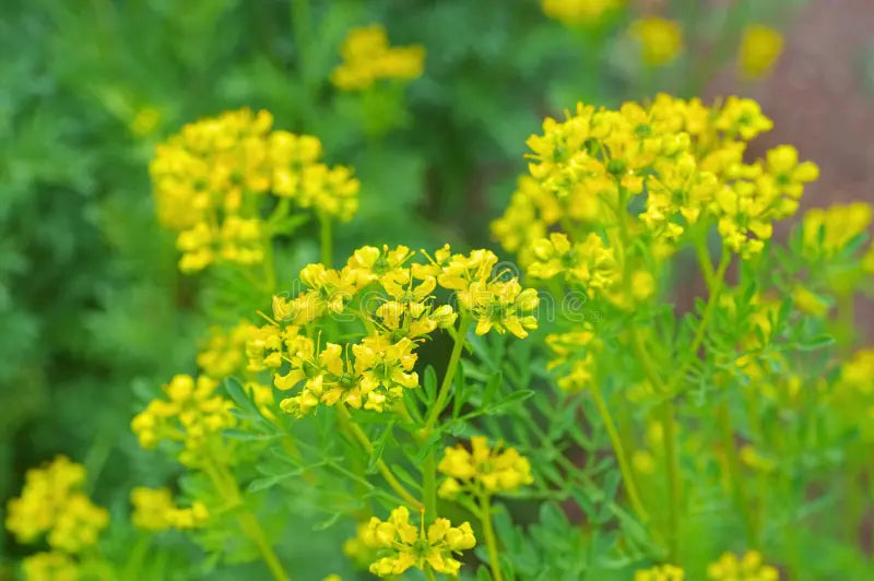 Yellow Ruta Flower seeds for Planting - Garden Favorite, Heirloom & GMO Free Seeds for Home Garden