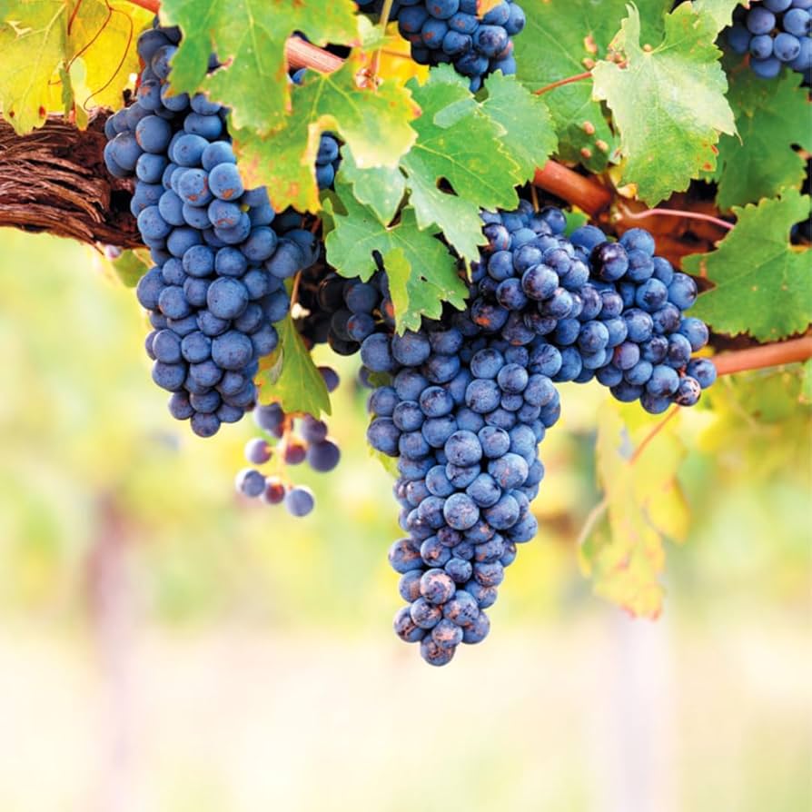 Vitis Labrusca Concord Grape Seeds
