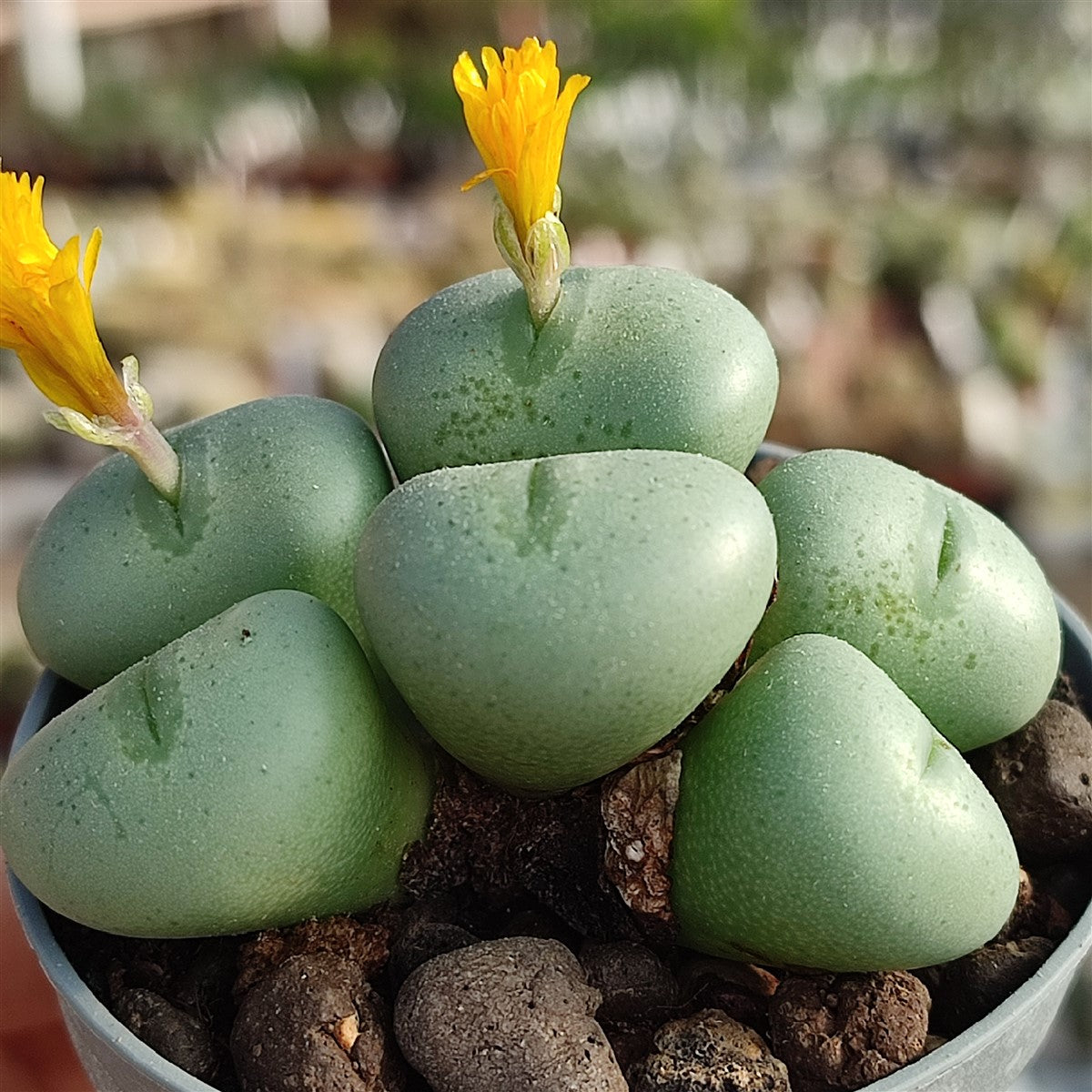 Mixed Conophytum Hammeri Flower seeds for Planting - Pollinator Friendly, Heirloom & GMO Free Seeds for Home Garden
