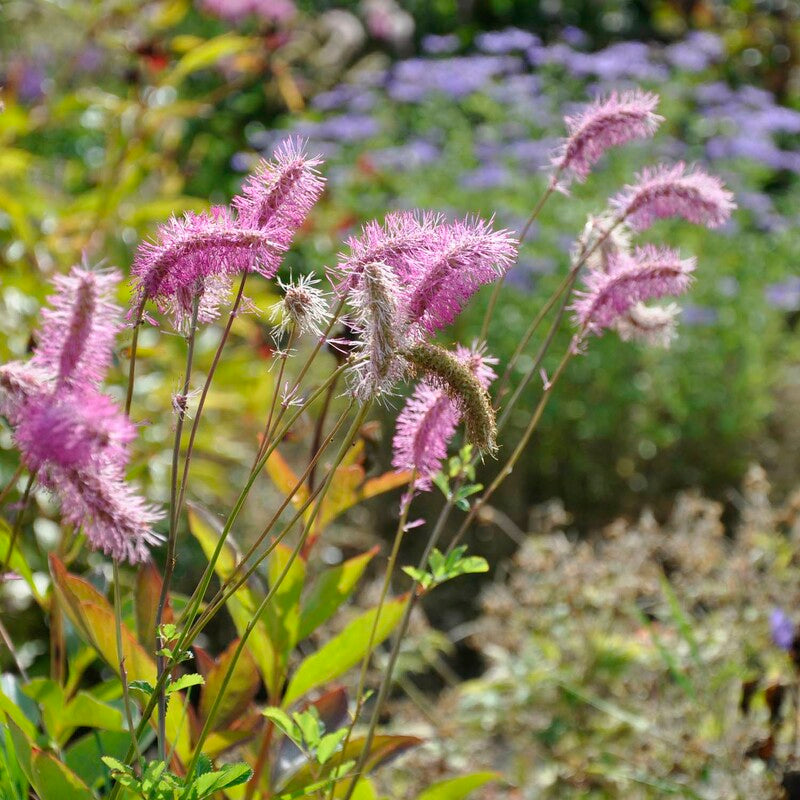 Pink Alaskan Burnet Flower seeds blooming in flower beds, containers, borders, and pollinator-friendly gardens