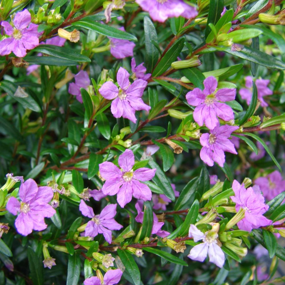 Cuphea Mexican Heather Seeds – Organic Continuous Bloom Garden Plant